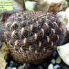 Sulcorebutia _oenantha _ssp. pampagrandensis _R466 _01